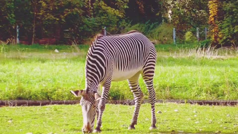 Zebra Eating Grass | Beautiful Wildlife Natural Sean's with Relaxing Sound #naturelovers #wildlife