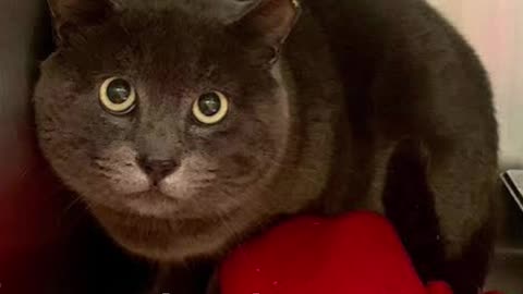 The Sad Reality of Shelter Cats Who Get Returned After Adoption