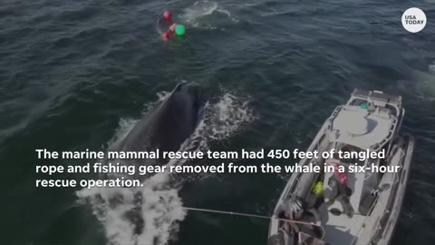 🤯✨ You Won't Believe How This Humpback Whale Was Freed From 450 Feet of Tangled Rope! | FeedMyCurios