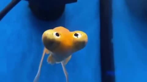 🤯✨ Discover the Striking Eyes of Celestial Goldfish! | FeedMyCuriosity