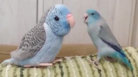 Cute love of pet parrots