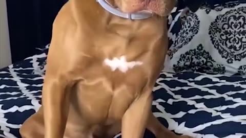 Avatar image Super Funny Dog Videos 2021
