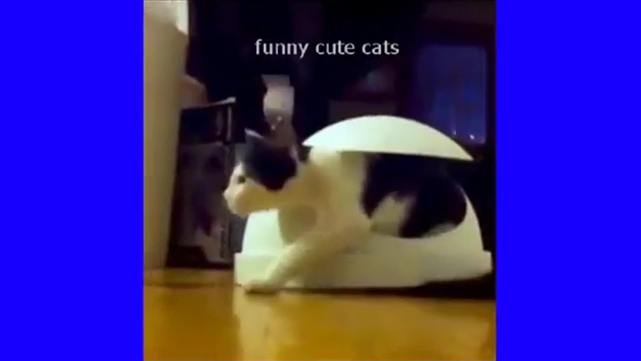 OMG So Cute Cats ♥ Best Funny Cat Videos