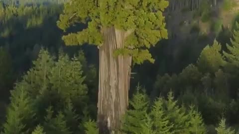 🌳👀 The TALLEST Tree in the WORLD Will BLOW Your Mind! | FeedMyCuriosity