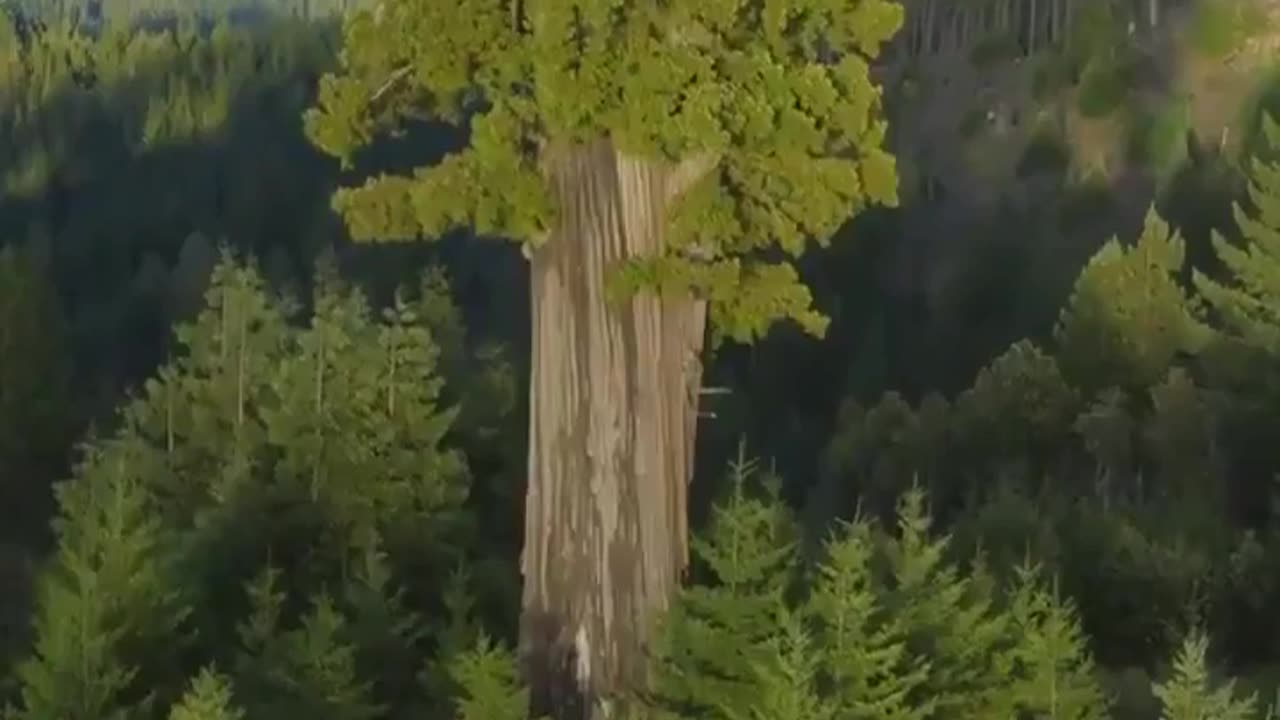 🌳👀 The TALLEST Tree in the WORLD Will BLOW Your Mind! | FeedMyCuriosity