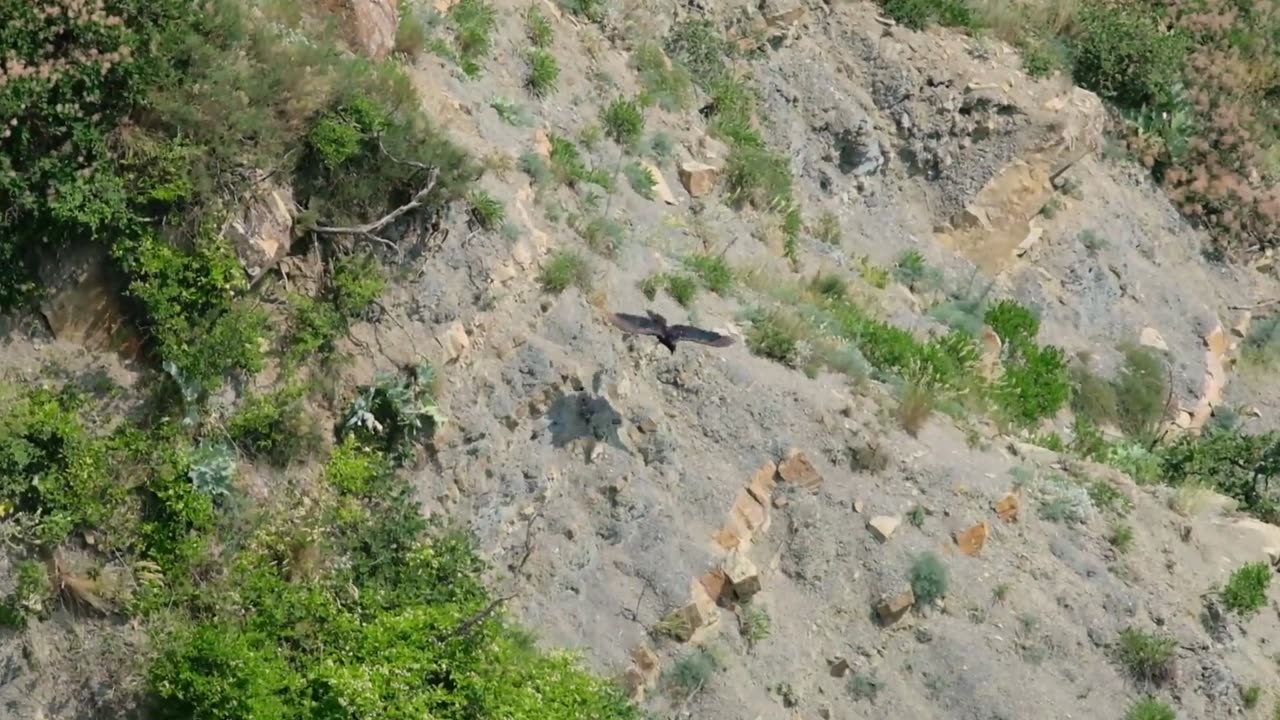 Young ravens, black sea coast