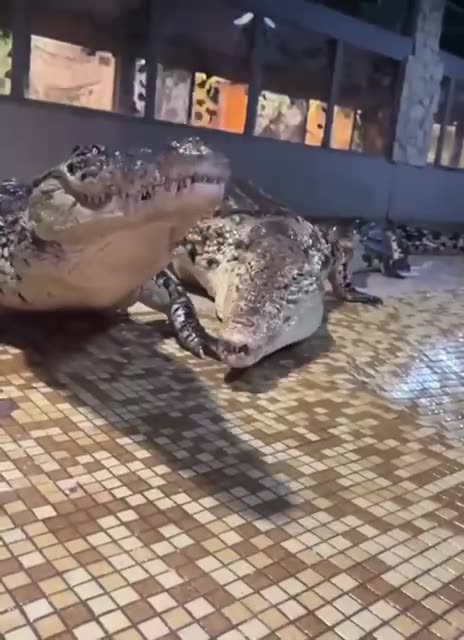 Three types of alligators