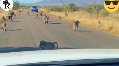 Leopard as all-out Brawl With50 Baboon-Different Angel