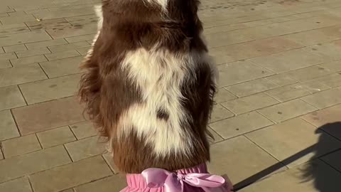 Bonnie Glides Through Town on Her Scooter