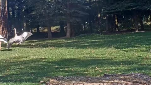 Jonas invites Honzik and Johanka to dance together 🤩🥰😃🎶🎶