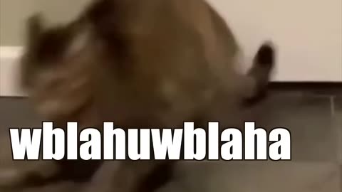 Shocking: When the catnip hits pt. 2