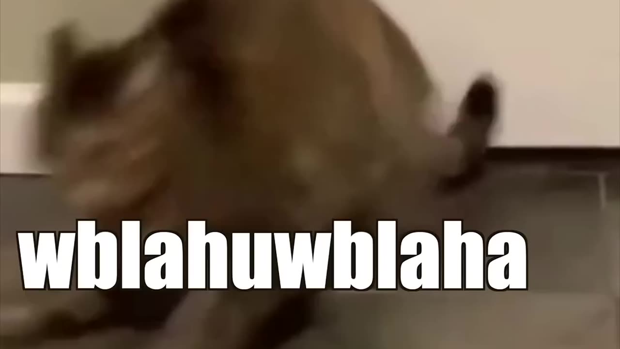 Shocking: When the catnip hits pt. 2