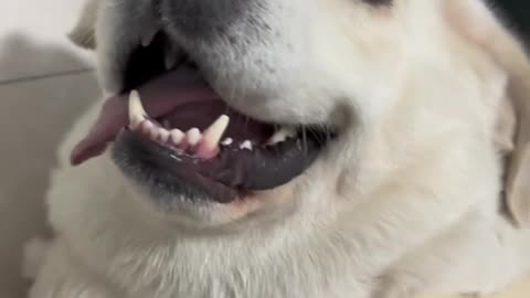 Get a Dog: Your Daily Actor