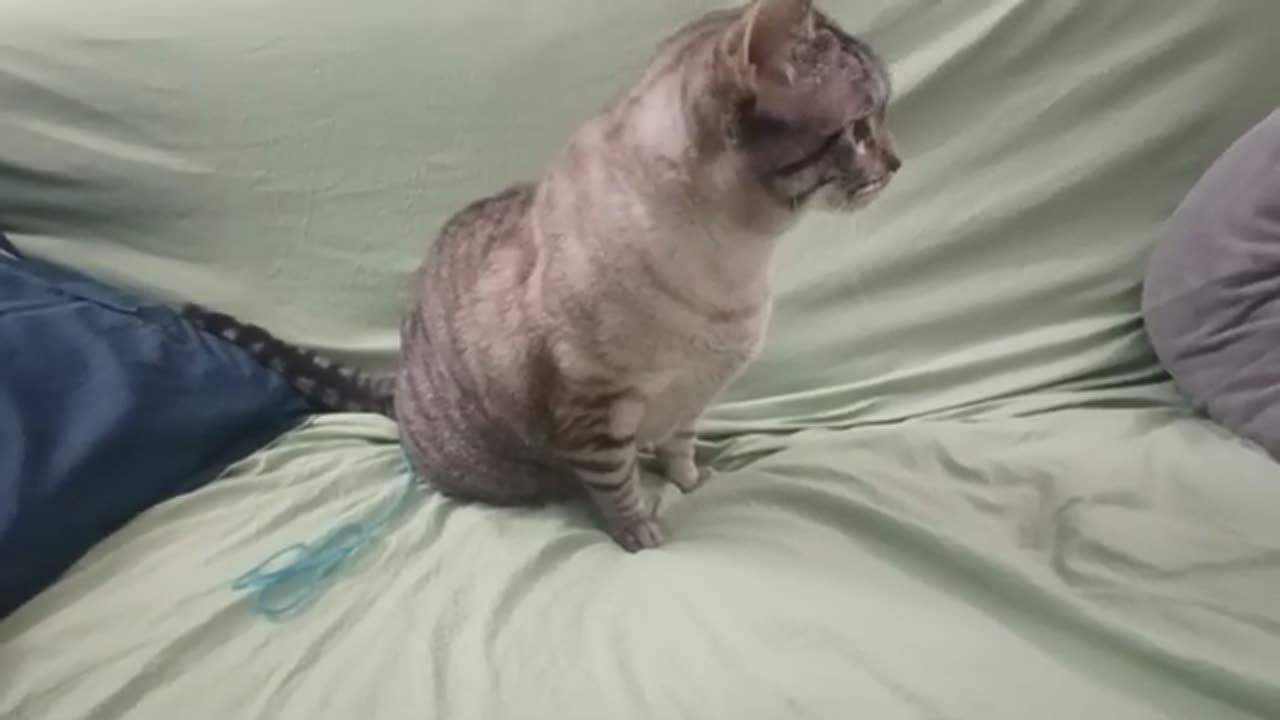 The Most Satisfying String Play Ever — Cat vs. String Showdown