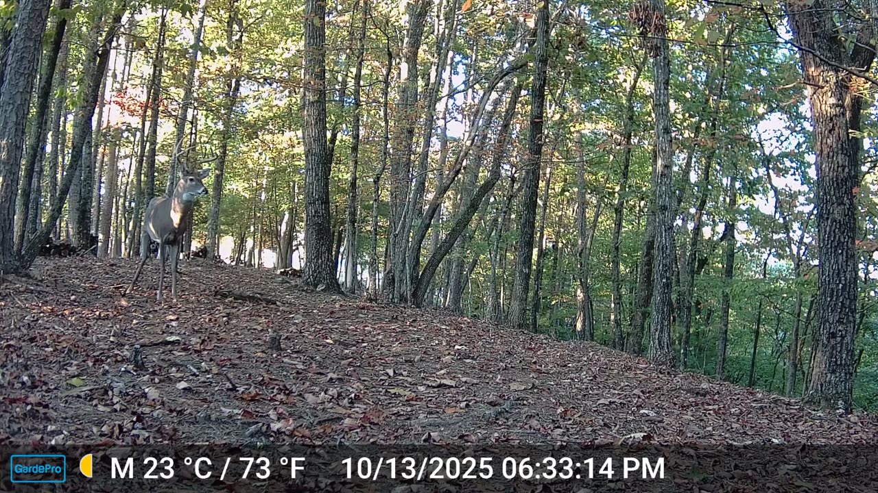 The Woods – 10/14/2025