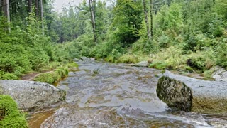 Sounds of a Mountain River in a Green Forest | Water White Noise for Study, Sleep & Stress Relief