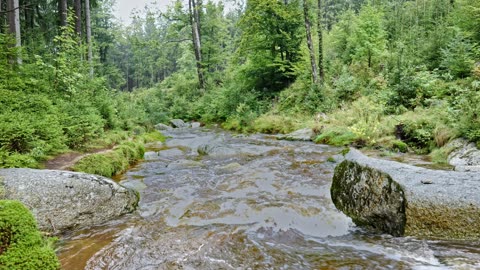 Sounds of a Mountain River in a Green Forest | Water White Noise for Study, Sleep & Stress Relief