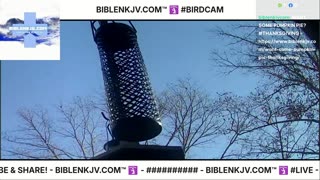 BIBLENKJV.COM™ 🛐 11/14/2025 #LIVE #BIRDCAM #WEATHER