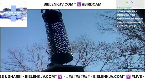 BIBLENKJV.COM™ 🛐 11/14/2025 #LIVE #BIRDCAM #WEATHER