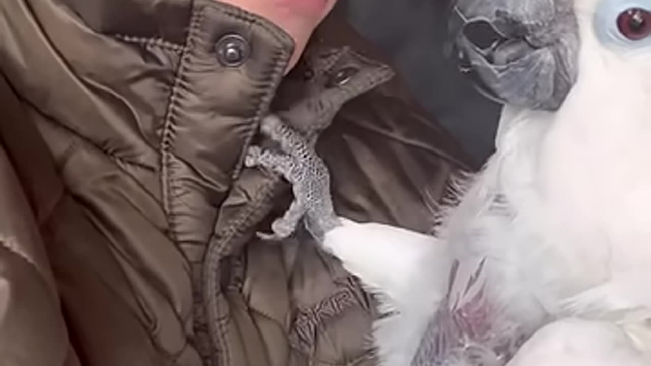 Stop with the attention, Sweet Pea! 🤣 _parrot _animals _cute _youtubeshorts