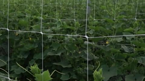 Cosecha una Abundancia de Pepinos con Malla Tutora HORTOMALLAS®