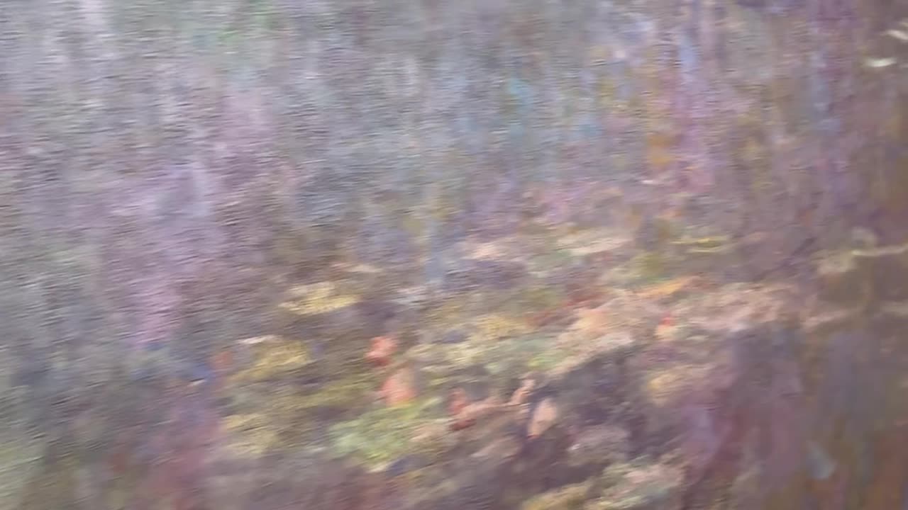 MoMA: Monet’s Water Lilies