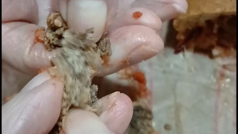 [4K] Dog Meatball Sub?