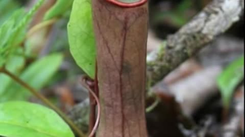 insect eating plants