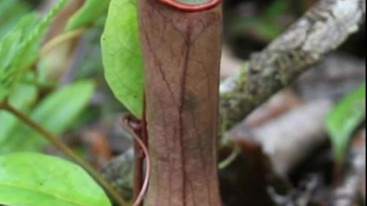 insect eating plants