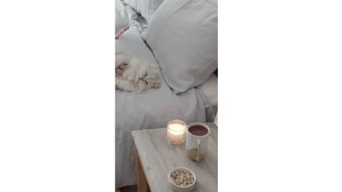 Cute Cat sleeping
