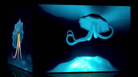 The Arctic Ghost: Grimpoteuthis glacialis