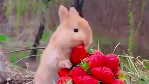 Bunny taste strawberry 🐰🍓