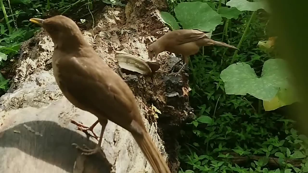 Yiguiros fighting over banana