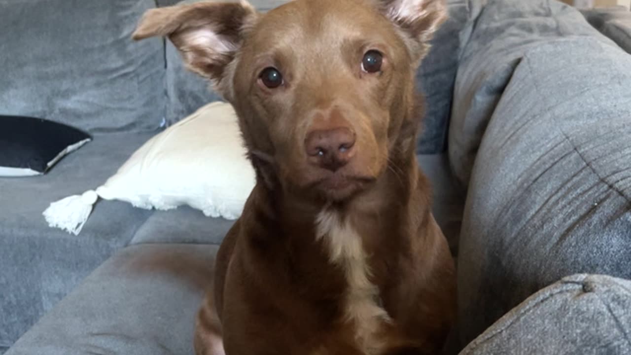 Telling My Dog a Joke and Laughing Obnoxiously