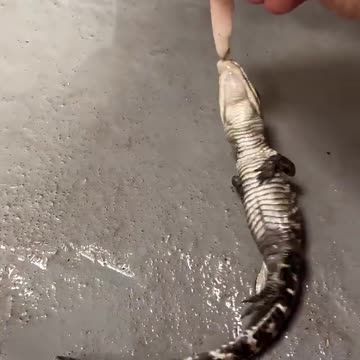 3 Months old baby Alligator trying the death roll...