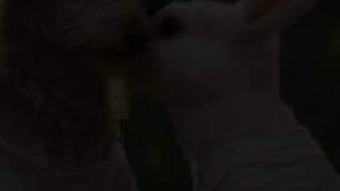 Cute Dog Rescues Bunny from Bees!