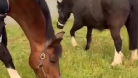 🐴😂 Horse Asks Another Horse To Help Remove His Muzzle So He Can Eat Grass! | FeedMyCuriosity