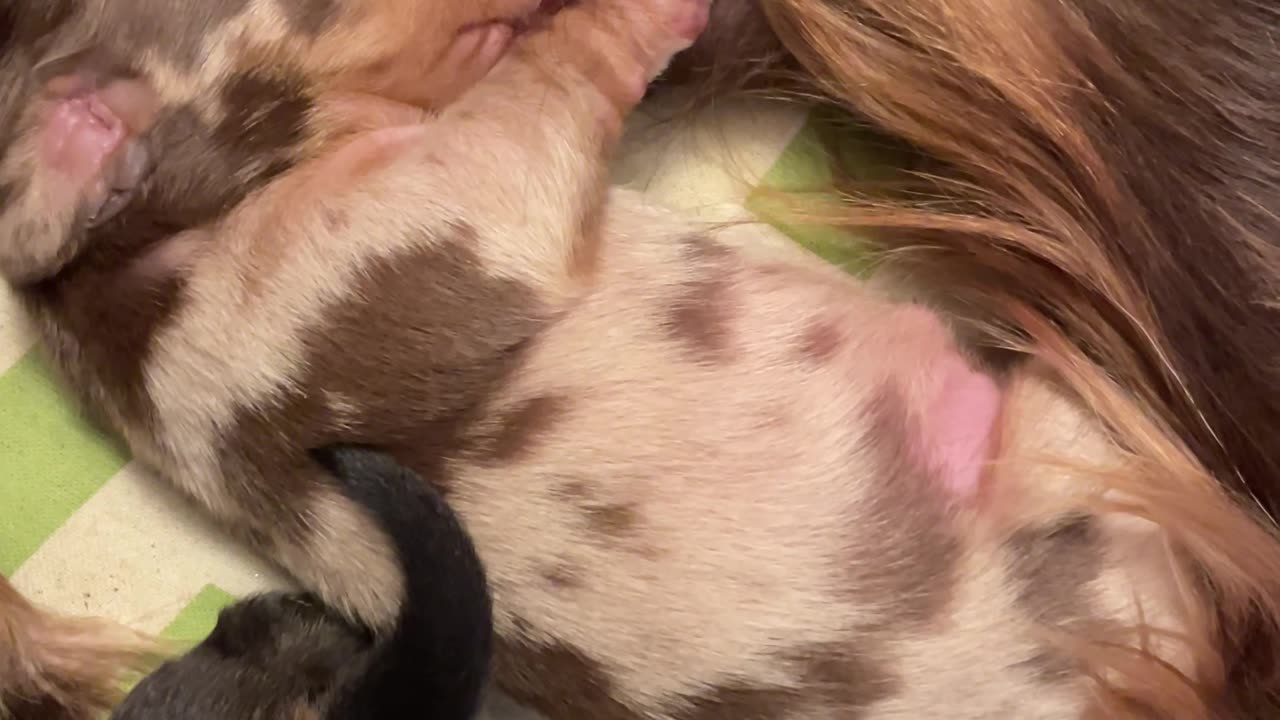 Nursing Dachshund Puppy Adorably Squeaks