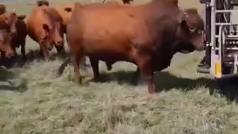 how a breeding bull is greeted by pasture full of COWS.. 🐮