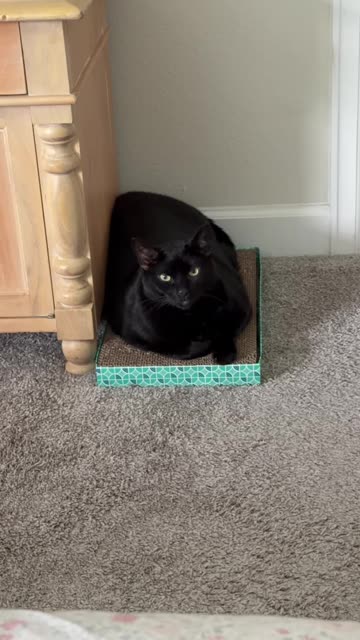 Cute Precious Piper Does a Photo Shoot - My Adopted Shelter Cat Vlog. #shorts