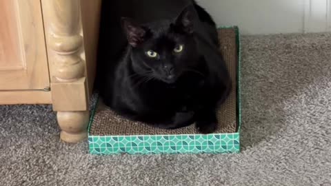 Cute Precious Piper Does a Photo Shoot - My Adopted Shelter Cat Vlog. #shorts