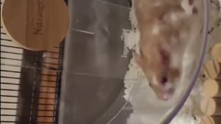 🐹🔥 Watch This Adorable Hamster's EPIC Slow-Mo Action | FunFM