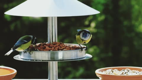 The Cutest Birds in The World Eating Food With Beautiful Birds Sound #CuteBirds #birdslover