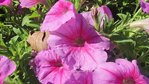 Petunias for Everyone