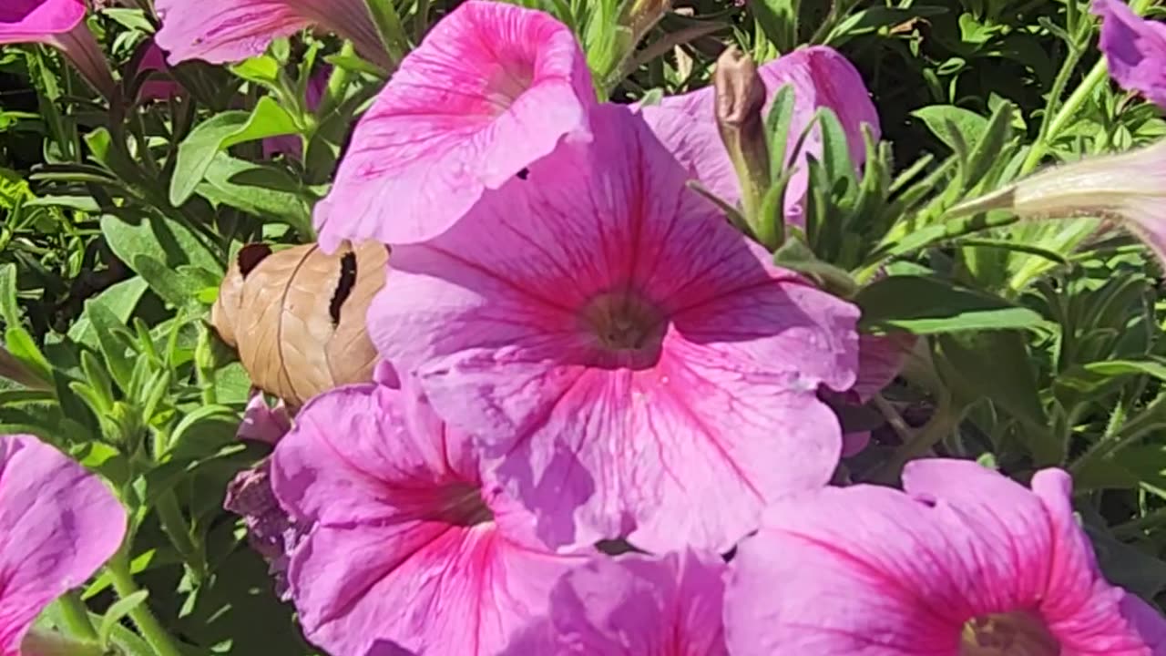 Petunias for Everyone