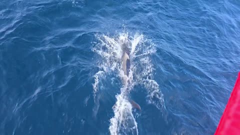 Dolphins offshore