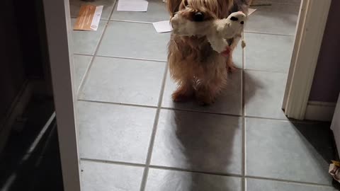 Greetings from Batman! #yorkies #funnydogs