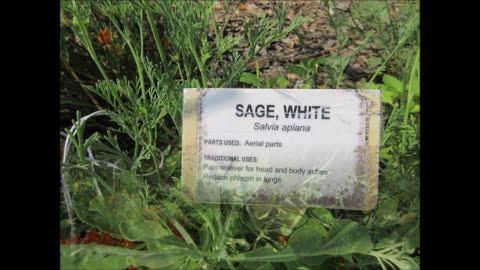 Bee Sage White Sage July 2024