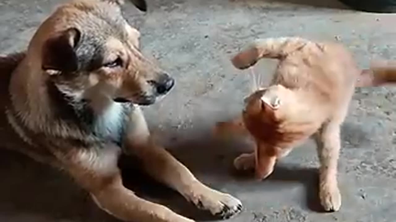 Lol When you have a Naughty friend Funny cat's and dog video