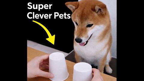 🤓Clever & Funny Pet's:😜TikTok's From Around The World